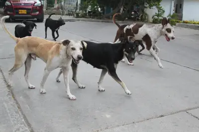 Umata Cartagena establece canales oficiales para denunciar maltrato animal