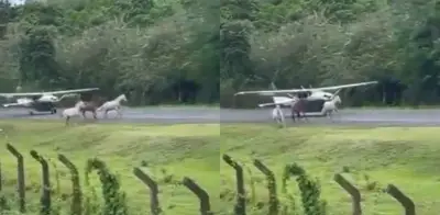 Video capta avioneta esquivando caballos en pista de Capurganá, Chocó
