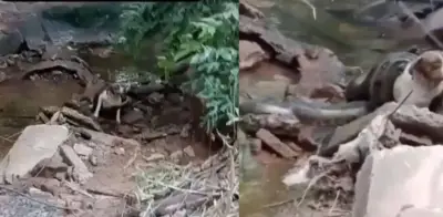 Video viral: Bomberos rescatan a perrita atrapada por anaconda de seis metros en Brasil