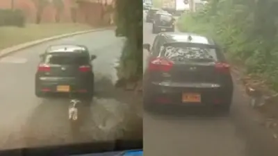 Video viral muestra abandono de perrito en Pereira: conductor graba placas del vehículo responsable