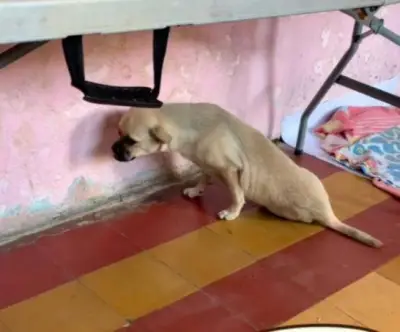 Zoe, la perrita atropellada en Leticia, necesita cirugía urgente para sobrevivir