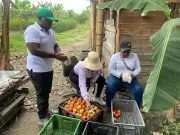 135 jóvenes dejan la violencia en Puerto Tejada y lideran proyectos agrícolas exitosos