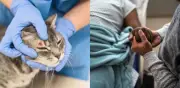 Alerta sanitaria en Uruguay por hongo que se transmite de gatos a humanos