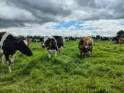 Alpina se consolida como la segunda empresa más reputada en sostenibilidad según Merco ESG