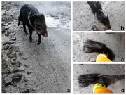 Avistamiento inusual de pecarí solitario en Parque Nacional Puracé alerta a científicos