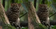 Avistamiento inusual del gato mármol en Asia sorprende a la comunidad científica mundial
