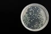 Bacteria de ielo de 5.000 años revela resistencia a antibióticos modernos