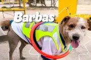 Barbas, el perro líder de pausas activas que alegra la Unidad de Mantenimiento Vial de Bogotá