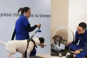 Bivett inaugura primer centro de medicina deportiva y rehabilitación para mascotas en Colombia