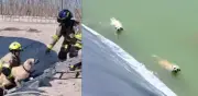 Bomberos de Chile rescatan a dos perros atrapados en el agua tras alerta ciudadana