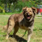 Bucaramanga ofrece jornada gratuita de adopción, vacunación y esterilización animal este domingo