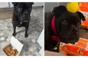 Bulldog con cáncer terminal vive 7 meses más gracias a dieta de McDonald's