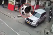 Camioneta del Ministerio de Educación atropella y mata a perro en Bogotá y huye del lugar