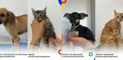 Campaña nacional busca hogar para perros y gatos rescatados de inundaciones en Córdoba