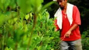 Campesinos del Cauca inician erradicación voluntaria de coca en busca de alternativas legales