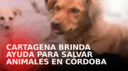 Cartagena despliega equipos veterinarios que rescatan más de 75 animales en inundaciones de Montería