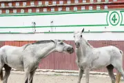 Cartagena jubila a sus caballos cocheros: tradición turística da paso a bienestar animal