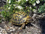 Científicos documentan vórtice de extinción en tortugas por desequilibrio sexual y acoso
