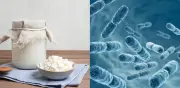 Cinco alimentos fermentados superan al kéfir en probióticos, según expertos internacionales