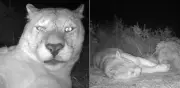 Cámara trampa capta a puma durmiendo en la Patagonia: un momento íntimo de la naturaleza