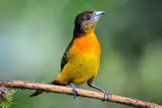 Colombia Birdfair 2026 en Cali bate récord de asistencia con más de 1.300 visitantes