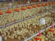 CVC descarta contaminación del río Guadalajara por empresa avícola en Buga