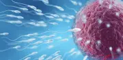 Descubren reloj molecular en el esperma que envejece y afecta la salud de futuras generaciones