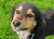 Doggy Click: la app que conecta animales en adopción con familias en Colombia