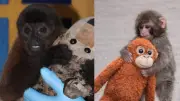 El drama del churuco colombiano: El mono que refleja el trauma del tráfico de fauna silvestre