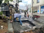 Emcali culmina adecuaciones en árbol samán de la Avenida Sexta tras denuncia ciudadana