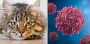 Estudio genético revela que gatos podrían ser clave para tratamientos contra el cáncer humano