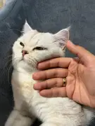 Estudio internacional revela altos niveles de bisfenol A en gatos de interior