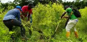 Estudio revela que cada hectárea de coca en Colombia cuesta 48.000 dólares en vidas en EE.UU.