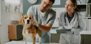 Estudio revela que químicos en juguetes y comederos para perros aumentan riesgo de cáncer