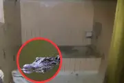 Exmiembro de 'Los Sayayines' confirma la aterradora existencia del cocodrilo 'Pepe' en el Bronx