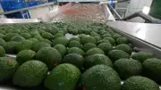 Exportaciones de aguacate Hass colombiano crecieron 21,3% en 2025 según Analdex