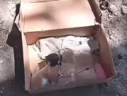 Fundación rescata gatitos recién nacidos abandonados en Santa Marta y pide ayuda urgente