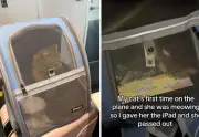 Gata viajera se calma con iPad durante vuelo: método creativo se viraliza en redes