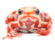 Gobiernos europeos acusan a Rusia de usar toxina de rana suramericana para asesinar a Navalni