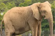 Hallan en Córdoba hueso de elefante que podría ser evidencia de su uso en la guerra antigua