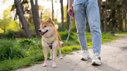 Hobby Dogging: la insólita tendencia de pasear perros imaginarios que se viraliza