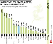 Hoja de coca ocupa octavo lugar en cultivos nacionales, superando a alimentos básicos