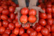 Inundaciones en Pakistán disparan precio del tomate a niveles récord en mercados