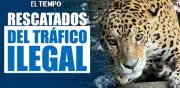 Jaguar y cinco guacamayas rescatadas del tráfico ilegal llegan al Parque de la Conservación de Medellín
