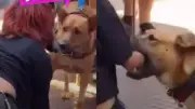Joven 'therian' es mordida por perro al intentar comunicarse: video viral reabre debate