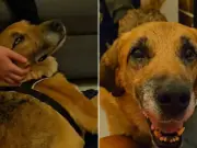 Kulek, el perro que esperó dos años en refugio, encuentra hogar definitivo en Polonia