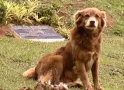 La lealtad de Bob el perro inspira ley que permite sepultar mascotas con sus dueños en São Paulo