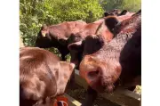 Labrador chocolate se vuelve viral al interactuar tiernamente con rebaño de vacas
