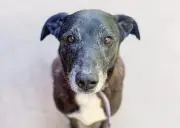 Largo, el perrito que espera un hogar desde hace nueve años en refugio argentino