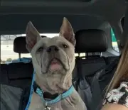 Lazybone: Rescatado 40 minutos antes de su eutanasia programada en refugio